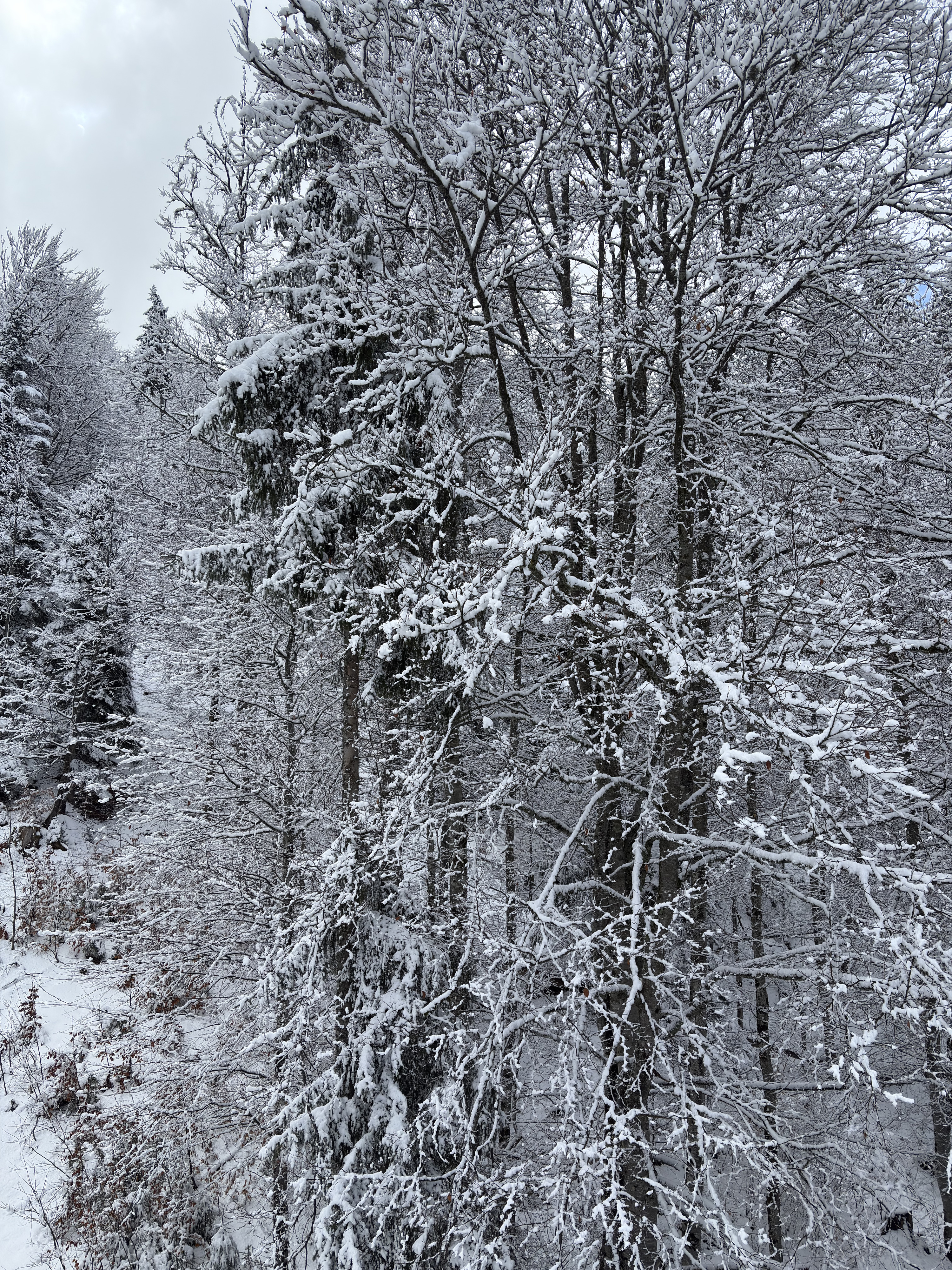 Picture France Praz sur Arly 2025-02 82 - Around Praz sur Arly