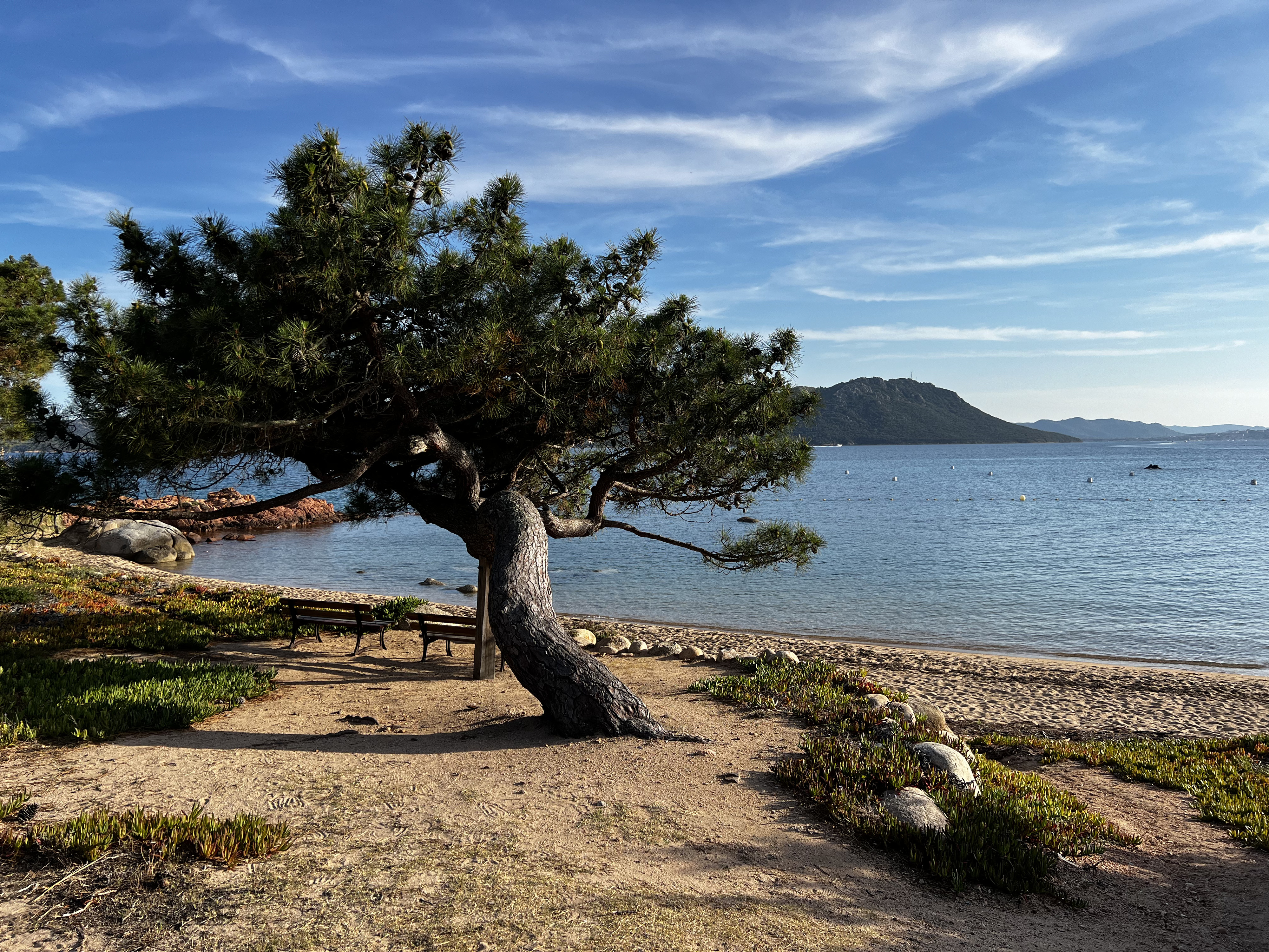 Picture France Corsica ⁨Cala Rossa⁩ 2024-05 32 - Around ⁨Cala Rossa⁩