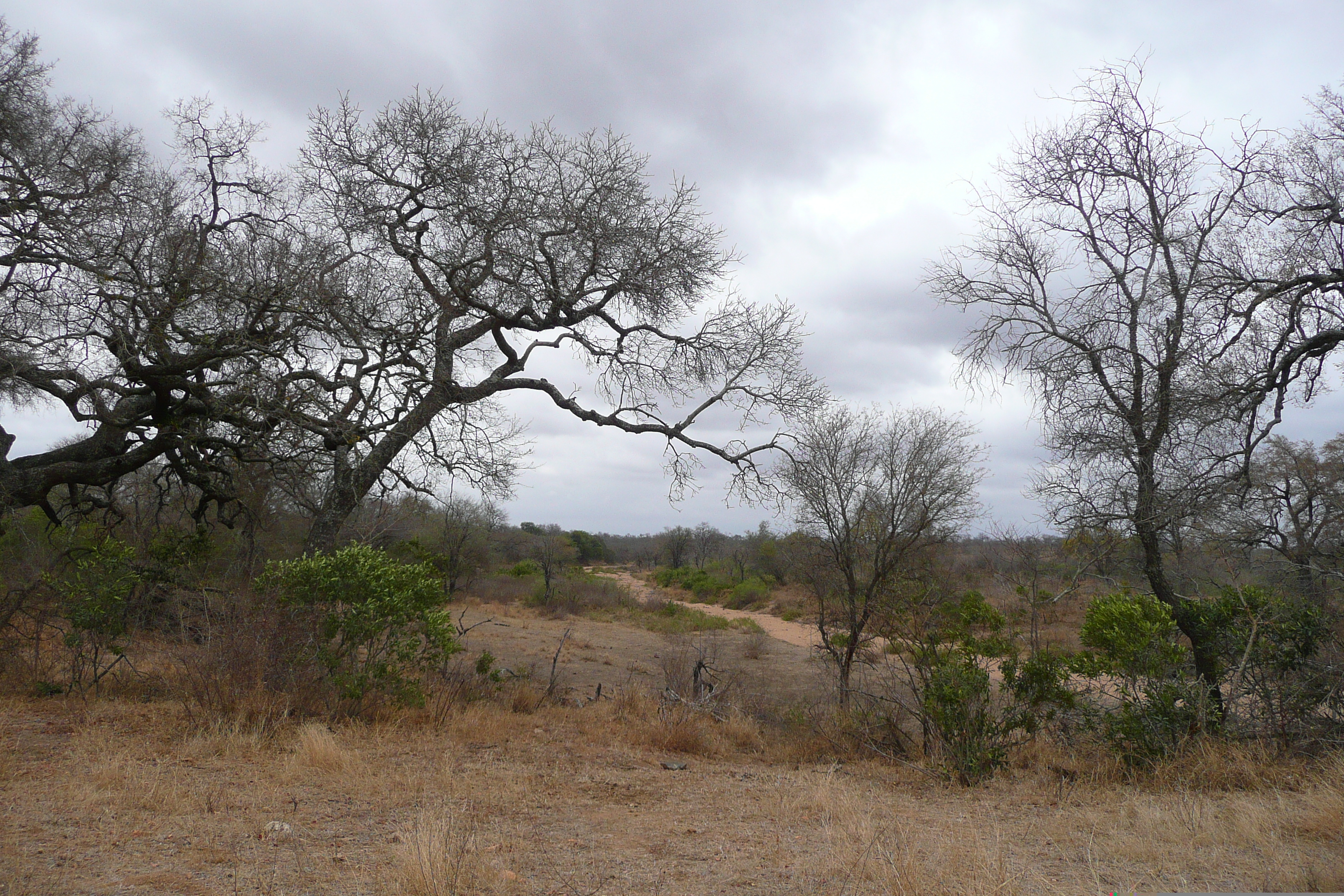 Picture South Africa Kruger National Park 2008-09 172 - Center Kruger National Park