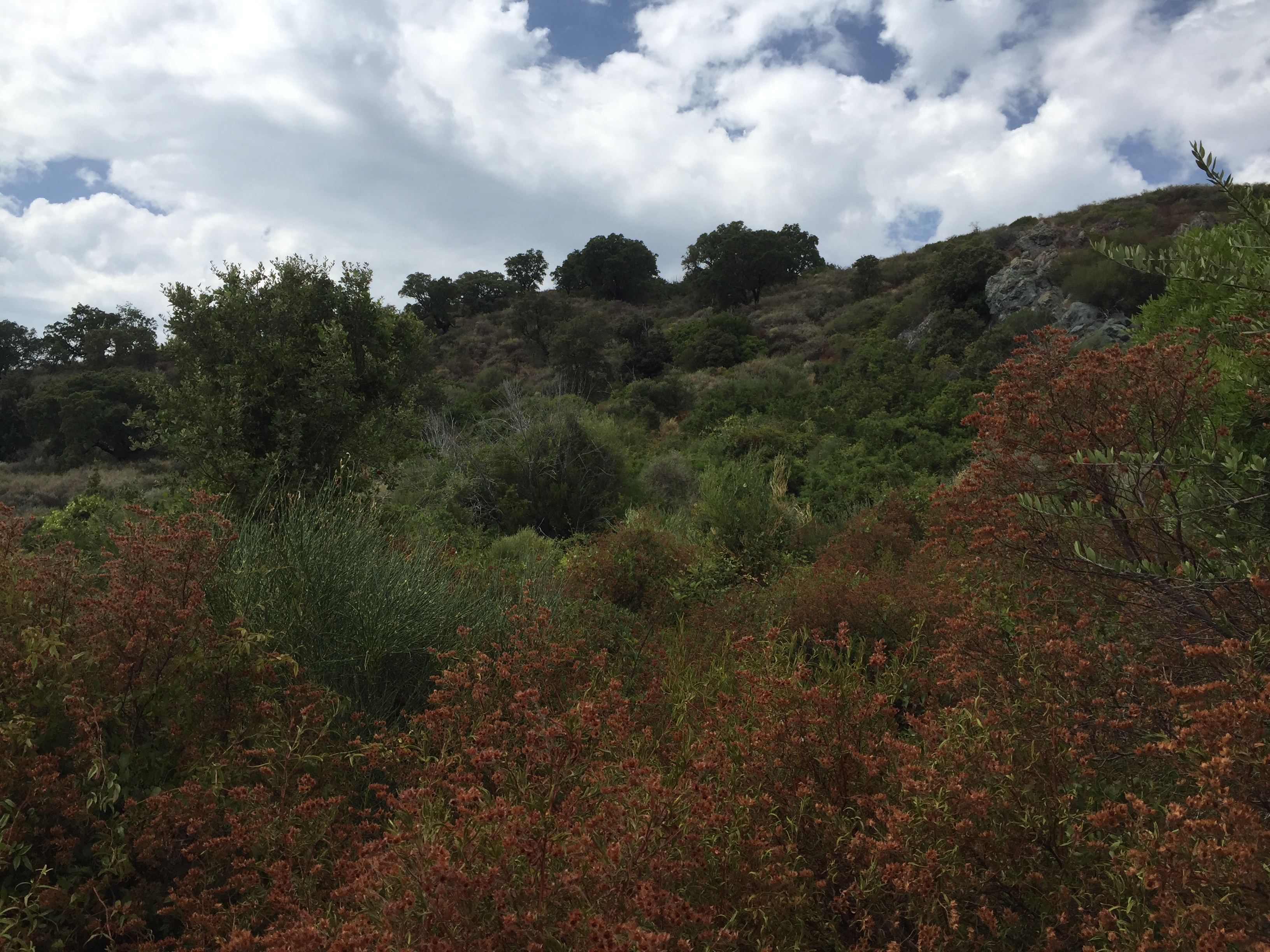 Picture France Corsica Tox 2017-09 1 - Journey Tox