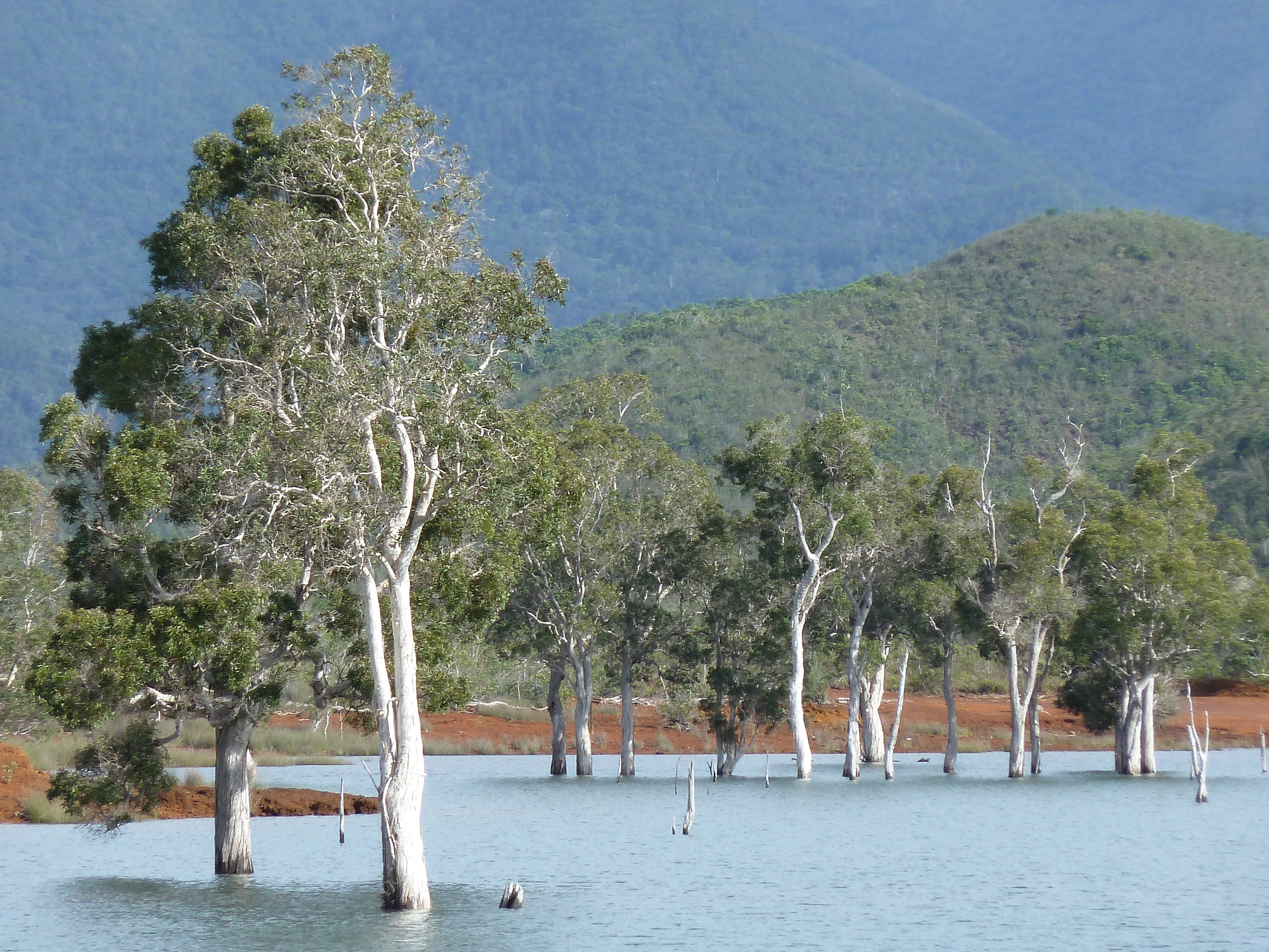 Picture New Caledonia Parc de la Riviere Bleue 2010-05 68 - Tours Parc de la Riviere Bleue