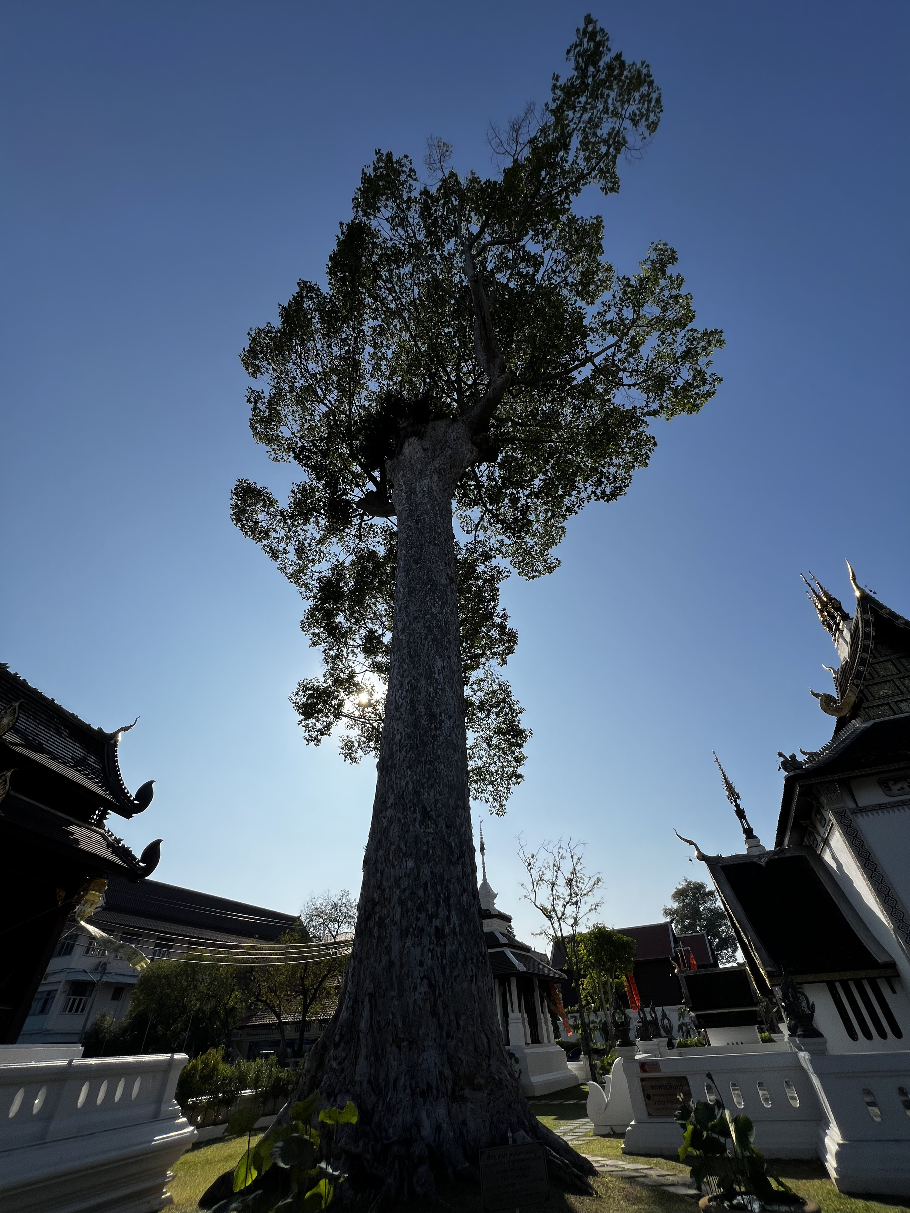Picture Thailand Chiang Mai 2024-01 142 - Tours Chiang Mai