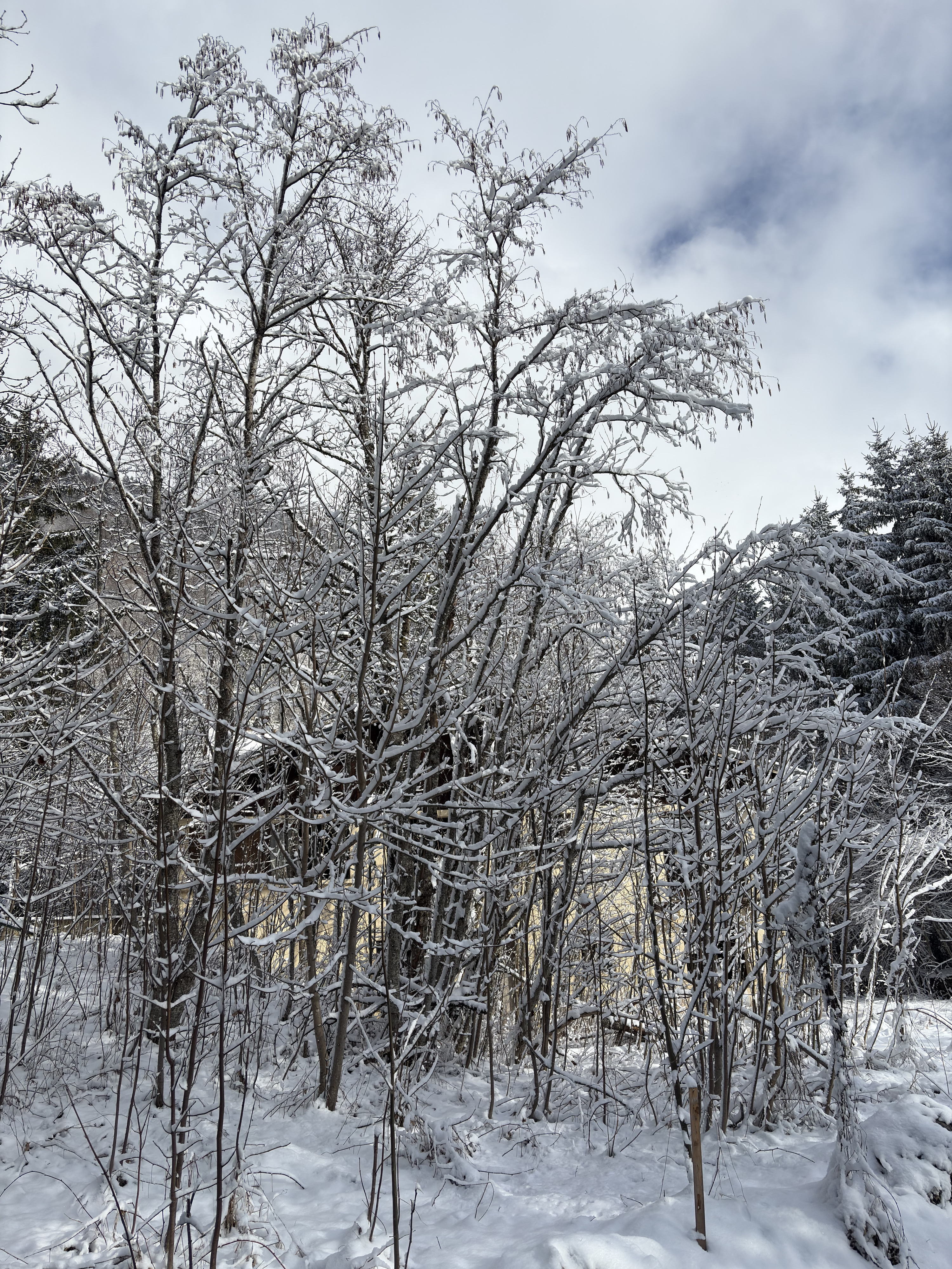 Picture France Praz sur Arly 2025-02 13 - Recreation Praz sur Arly