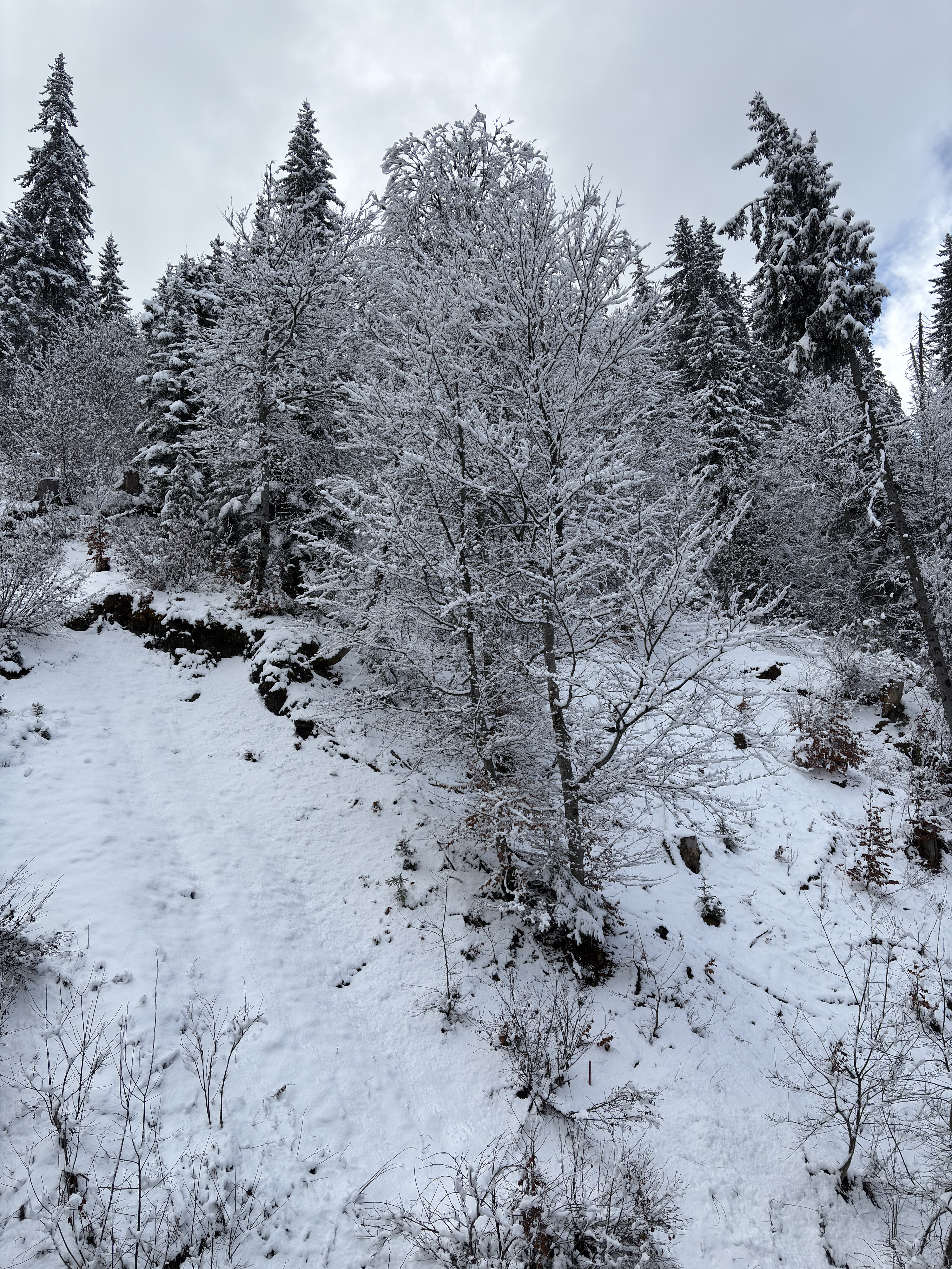Picture France Praz sur Arly 2025-02 14 - History Praz sur Arly