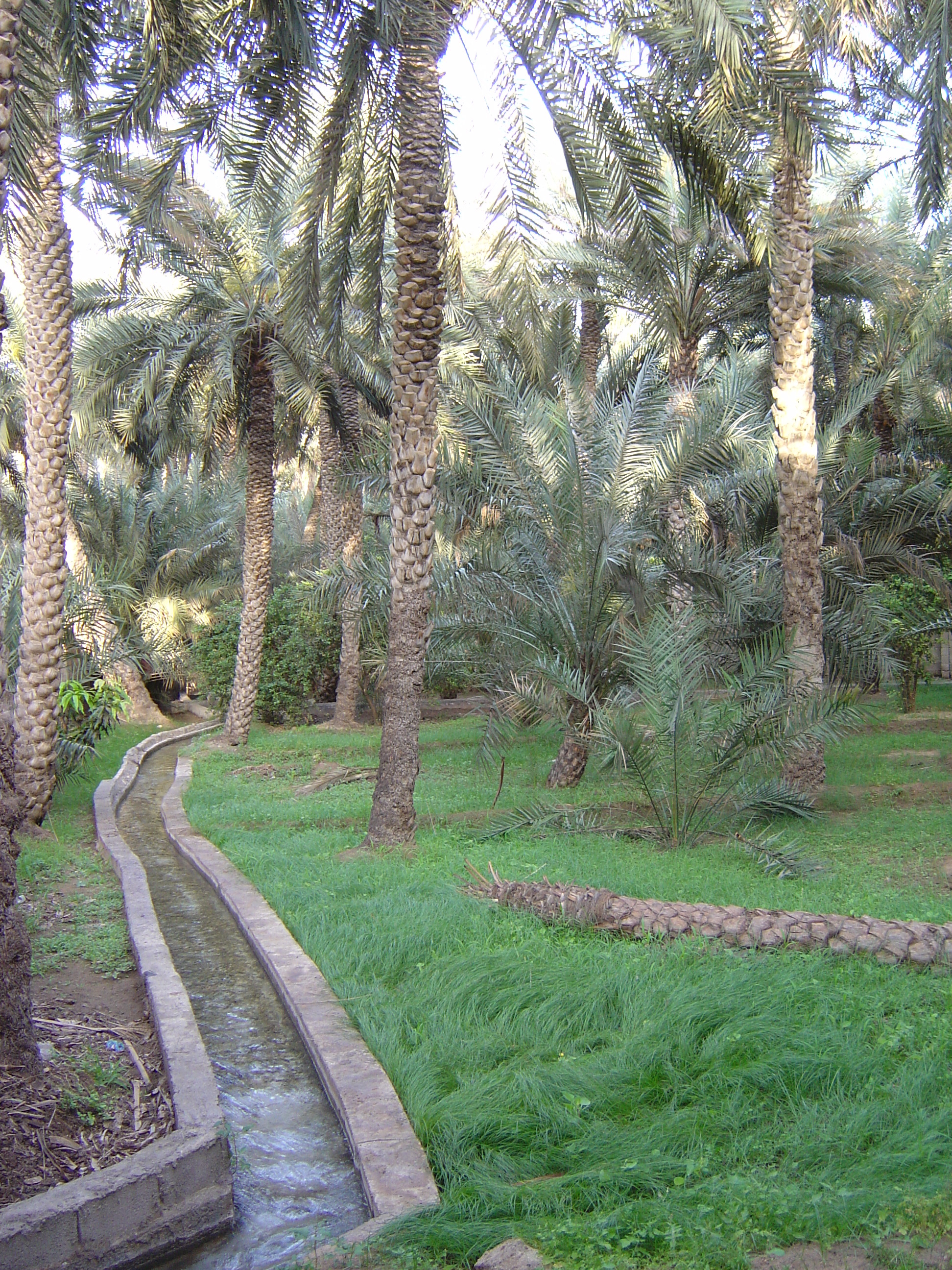 Picture United Arab Emirates Al Ain Al Ain Oasis 2005-03 37 - History Al Ain Oasis