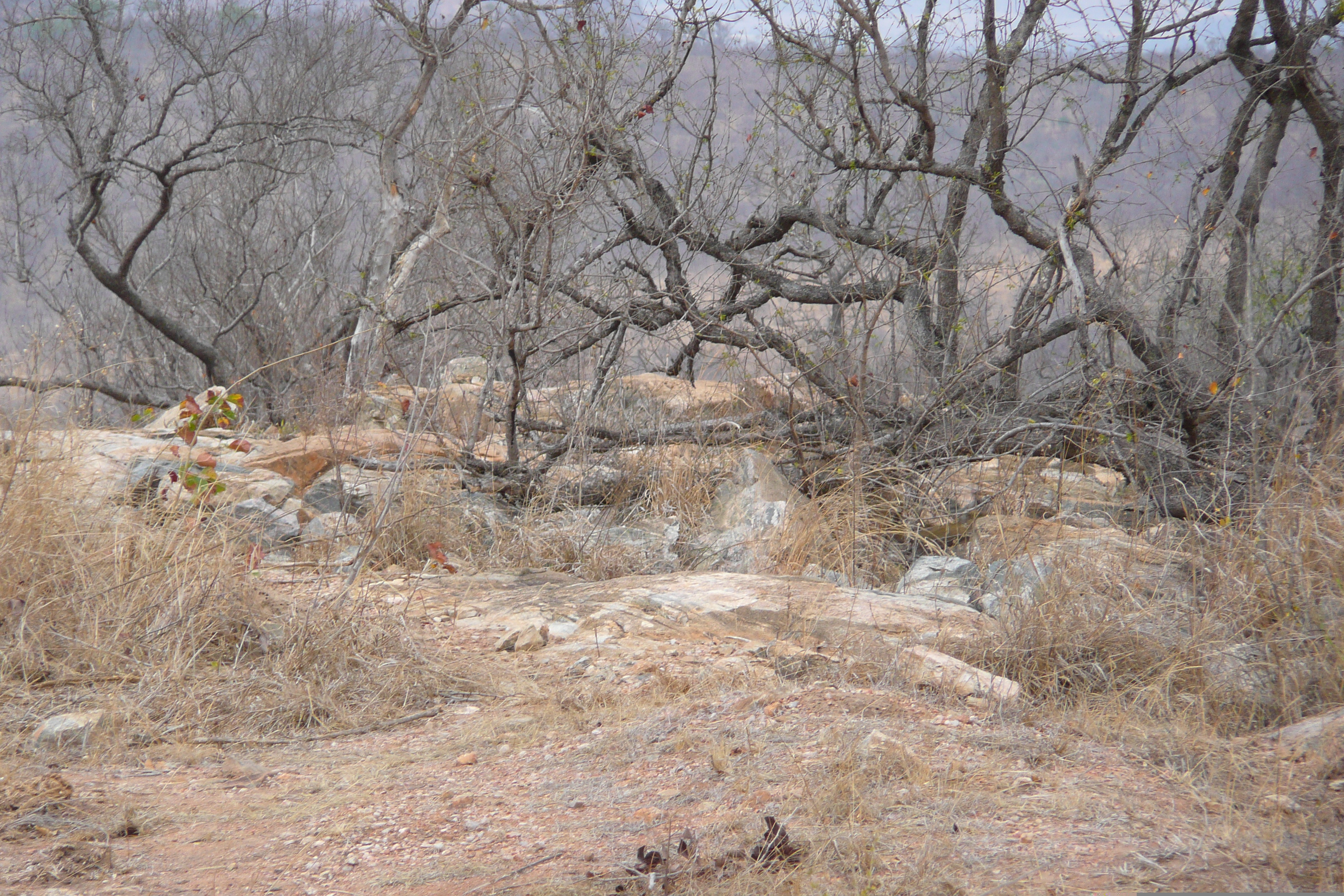 Picture South Africa Kruger National Park 2008-09 28 - Tours Kruger National Park