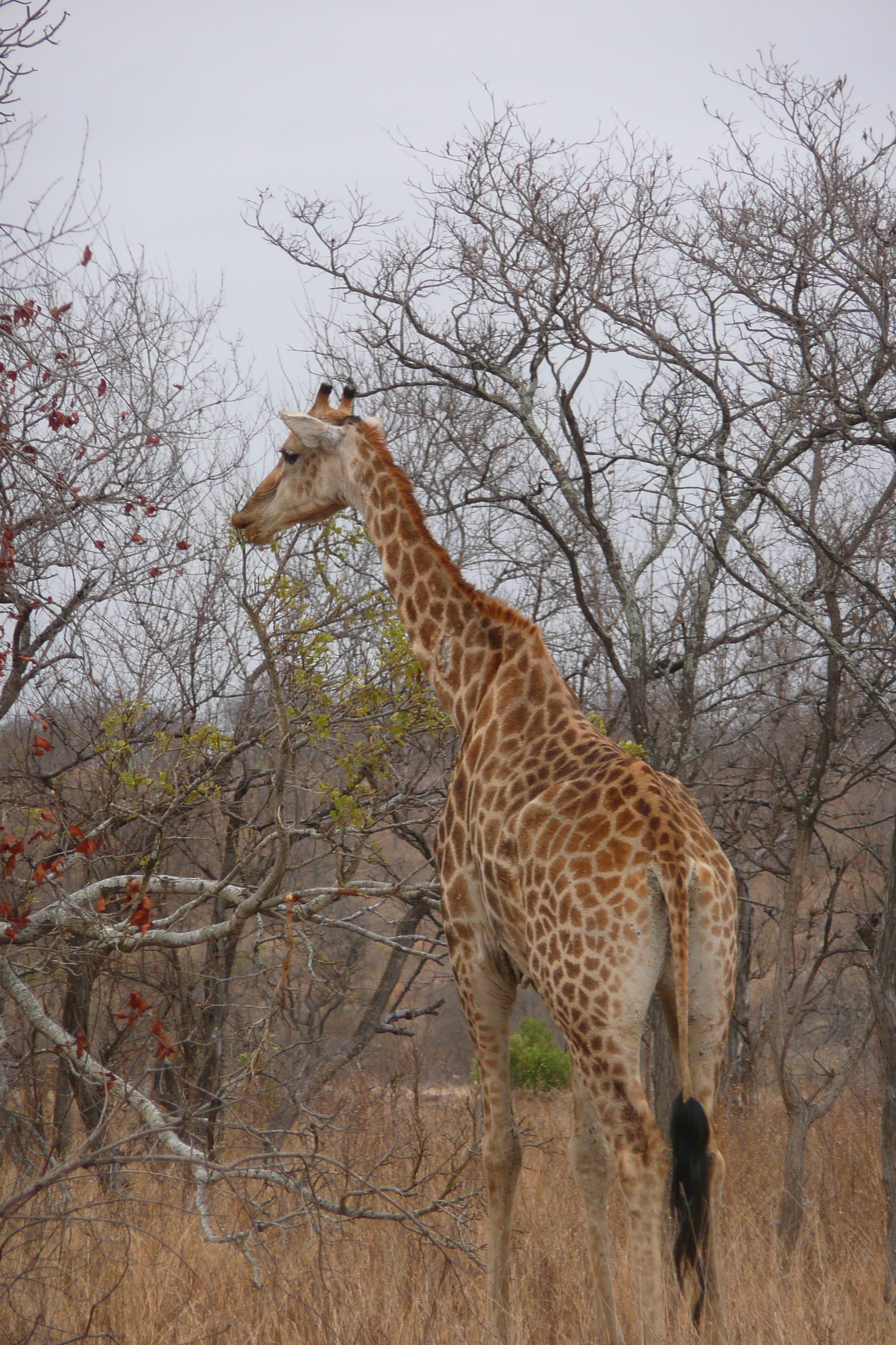 Picture South Africa Kruger National Park 2008-09 149 - History Kruger National Park