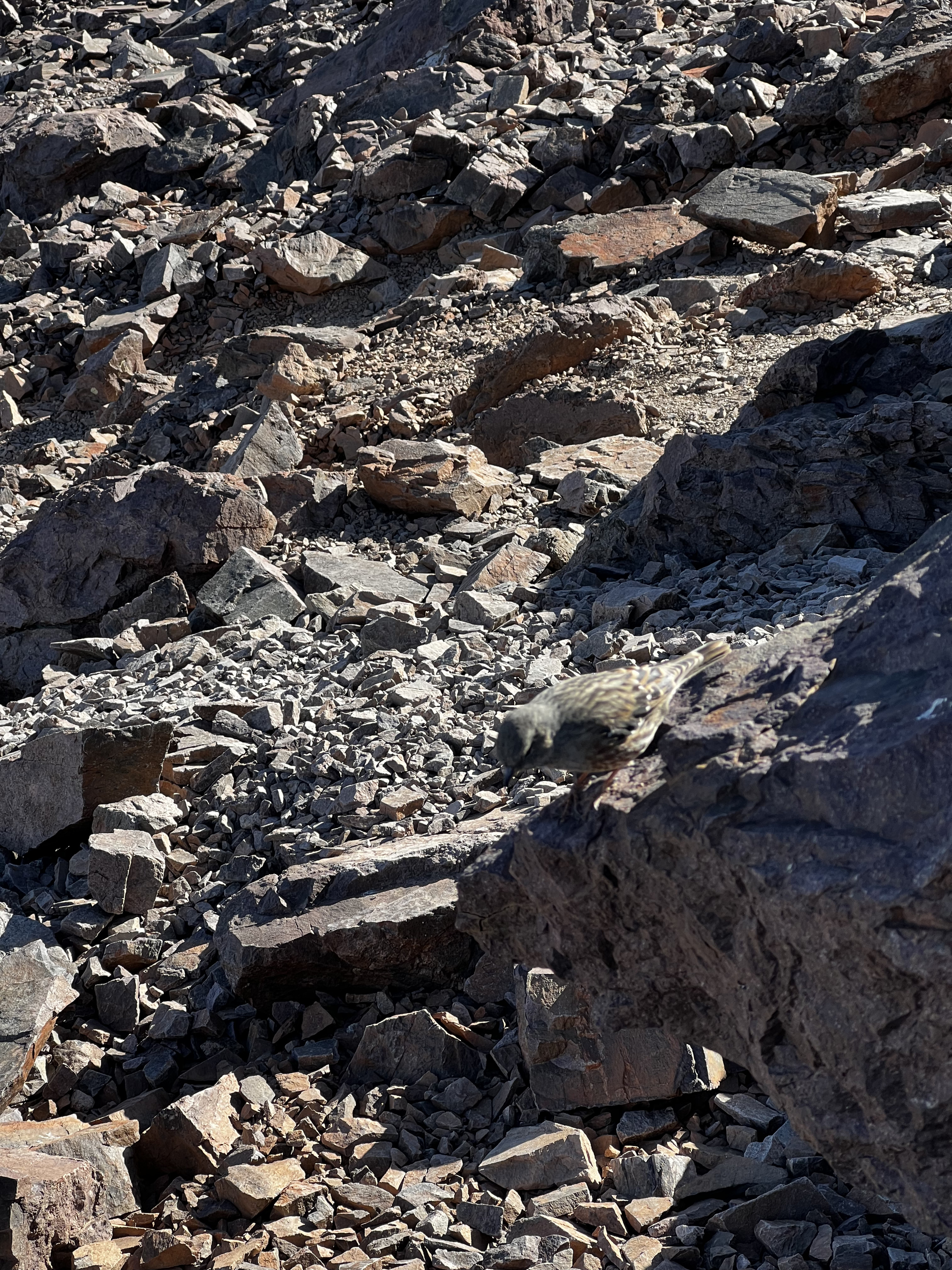 Picture France Corsica Monte Cinto 2023-10 228 - Discovery Monte Cinto