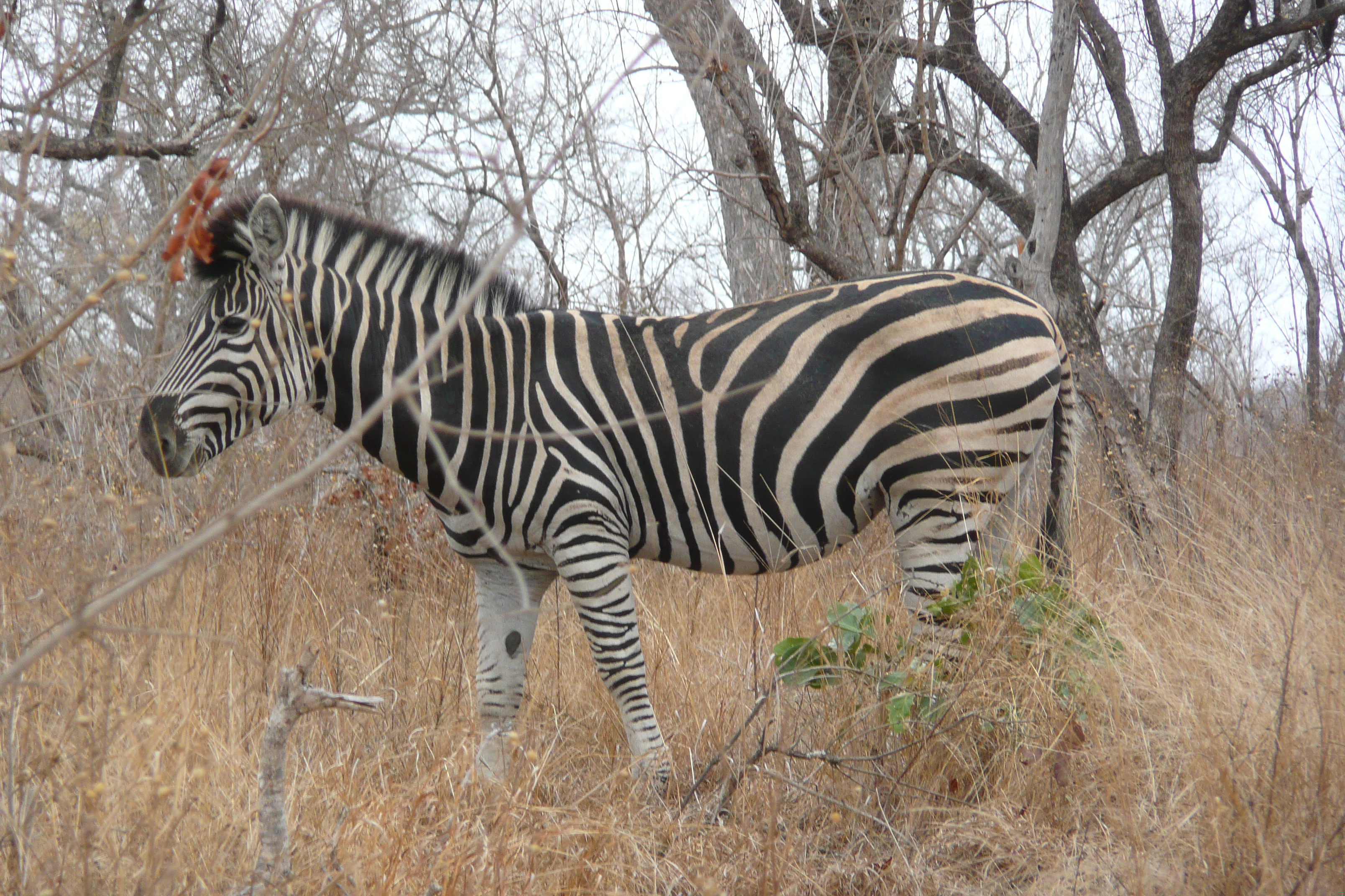 Picture South Africa Kruger National Park 2008-09 81 - Center Kruger National Park