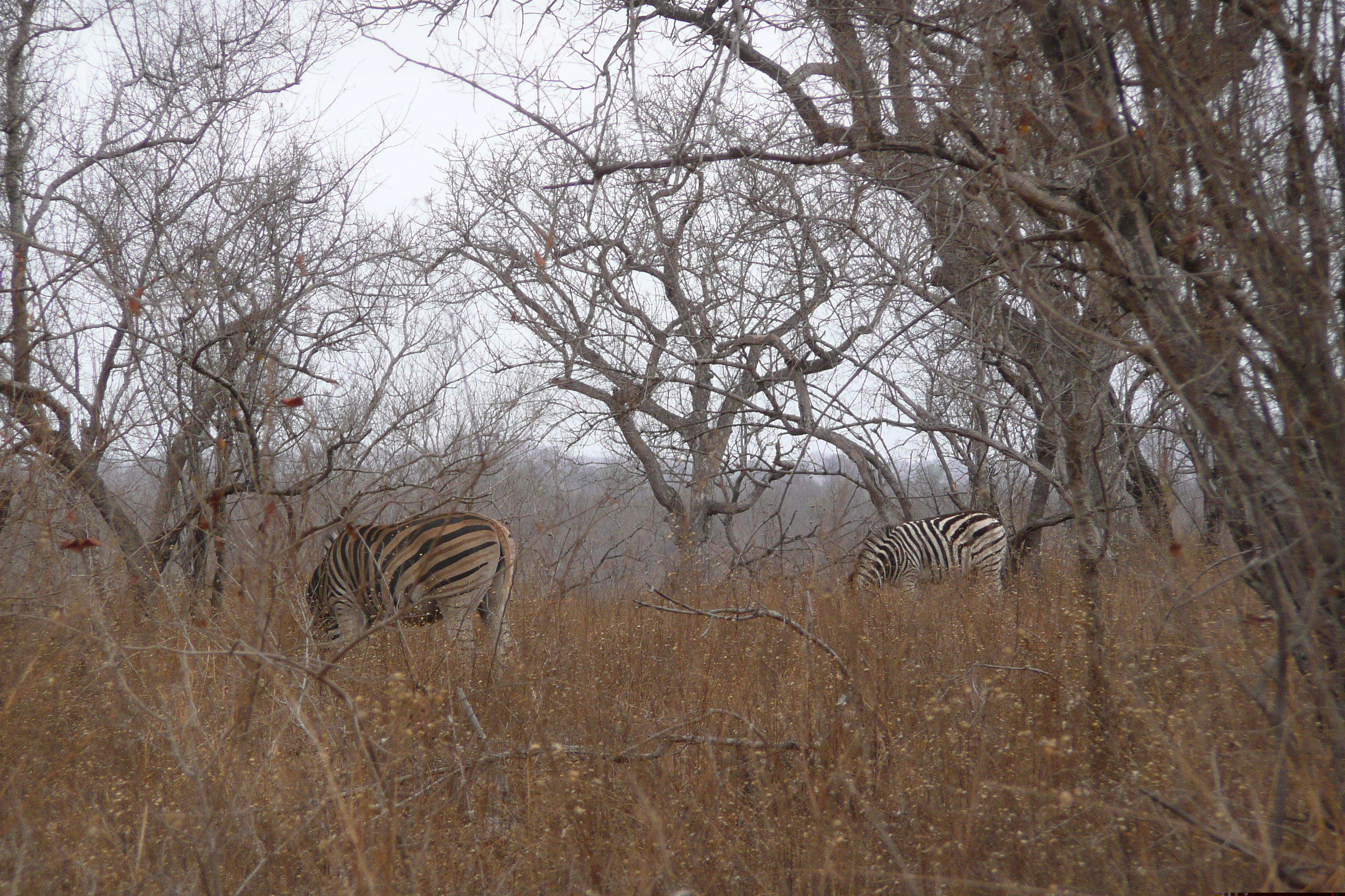 Picture South Africa Kruger National Park 2008-09 101 - History Kruger National Park