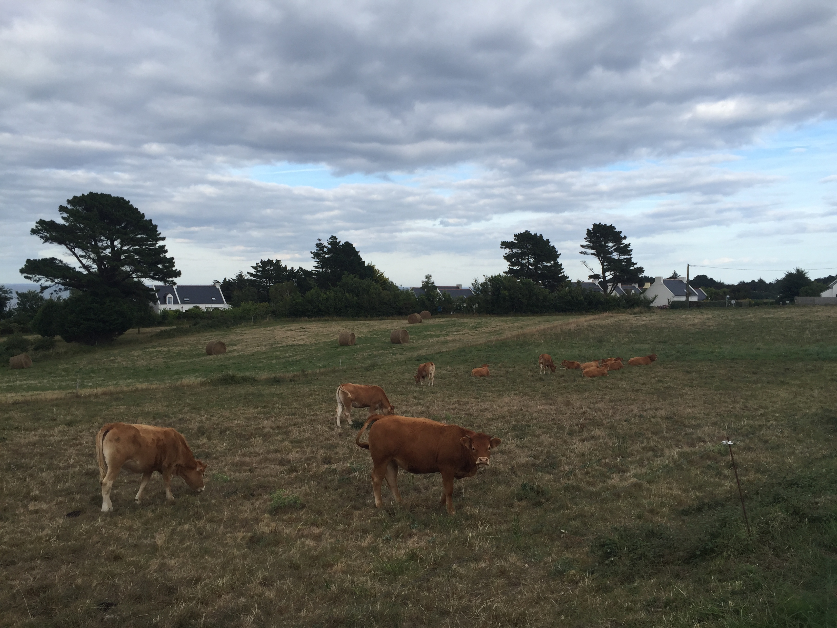 Picture France Belle-Ile 2016-08 152 - Tours Belle-Ile