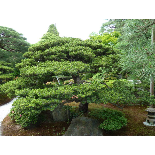 Picture Japan Kyoto Kyoto Imperial Palace 2010-06 90 - Center Kyoto Imperial Palace