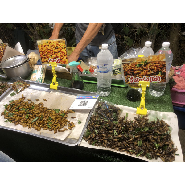 Picture Thailand Chiang Mai Nong Buak Haad Public Park 2024-01 55 - Tour Nong Buak Haad Public Park