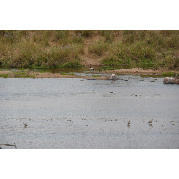 Picture South Africa Kruger National Park Crocodile River 2008-09 51 - Tours Crocodile River