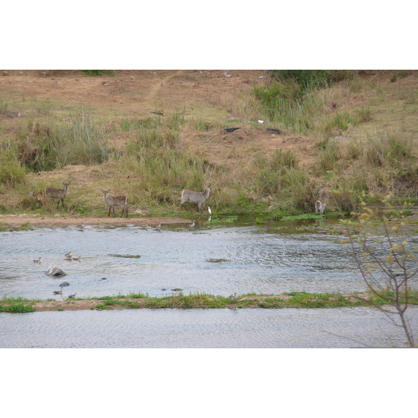 Picture South Africa Kruger National Park Crocodile River 2008-09 47 - Center Crocodile River