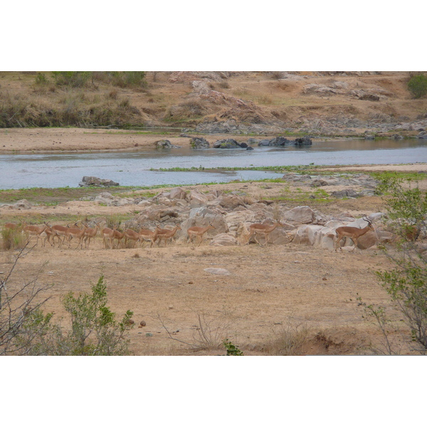 Picture South Africa Kruger National Park Crocodile River 2008-09 42 - Center Crocodile River