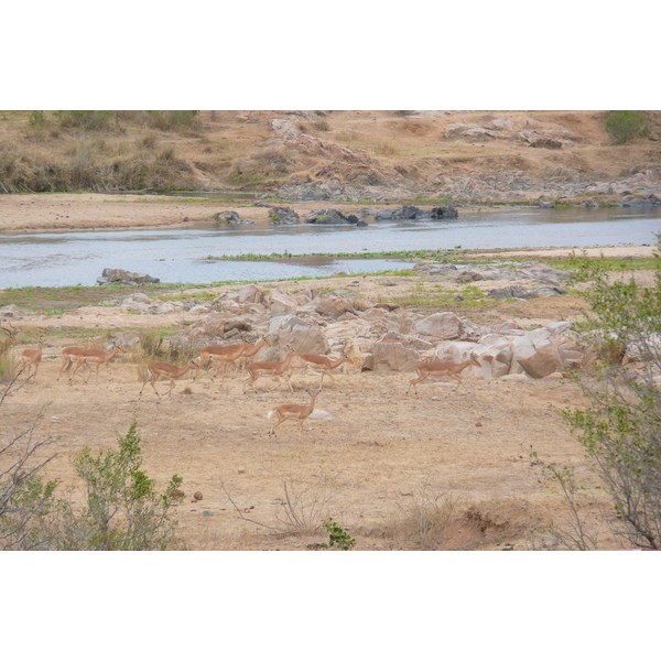 Picture South Africa Kruger National Park Crocodile River 2008-09 39 - Tour Crocodile River