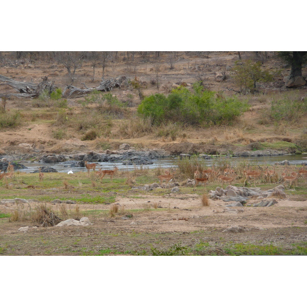 Picture South Africa Kruger National Park Crocodile River 2008-09 0 - History Crocodile River