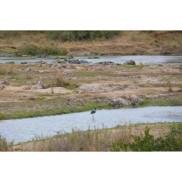 Picture South Africa Kruger National Park Crocodile River 2008-09 8 - Tour Crocodile River