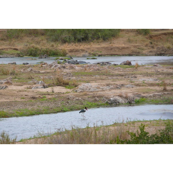 Picture South Africa Kruger National Park Crocodile River 2008-09 1 - Center Crocodile River