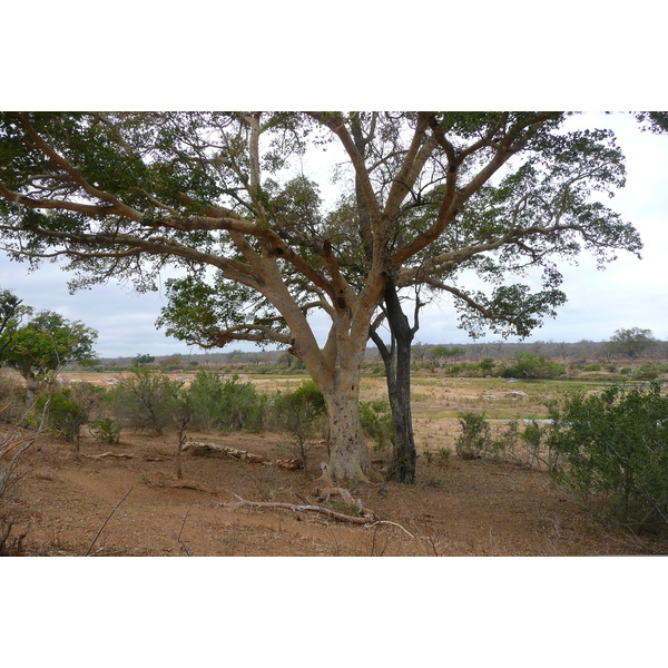 Picture South Africa Kruger National Park Crocodile River 2008-09 24 - Tour Crocodile River