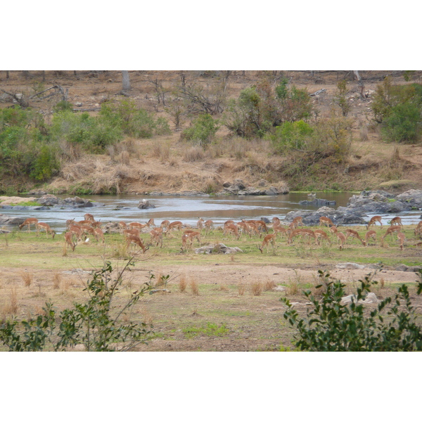 Picture South Africa Kruger National Park Crocodile River 2008-09 68 - Journey Crocodile River