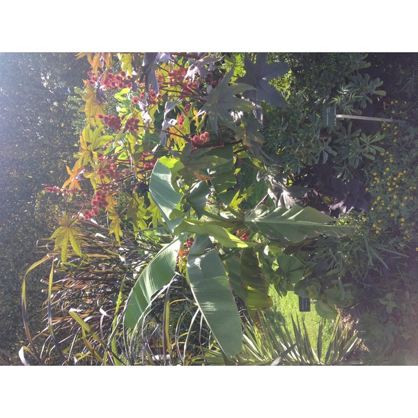 Picture France Paris Jardin des Plantes 2014-09 27 - Tours Jardin des Plantes