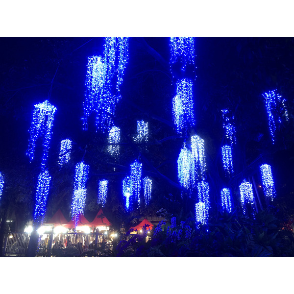 Picture Thailand Chiang Mai Nong Buak Haad Public Park 2024-01 36 - Discovery Nong Buak Haad Public Park