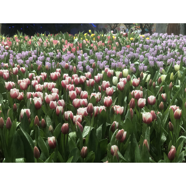 Picture Thailand Chiang Mai Nong Buak Haad Public Park 2024-01 14 - Tours Nong Buak Haad Public Park