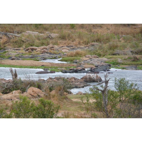 Picture South Africa Kruger National Park Crocodile River 2008-09 16 - Center Crocodile River