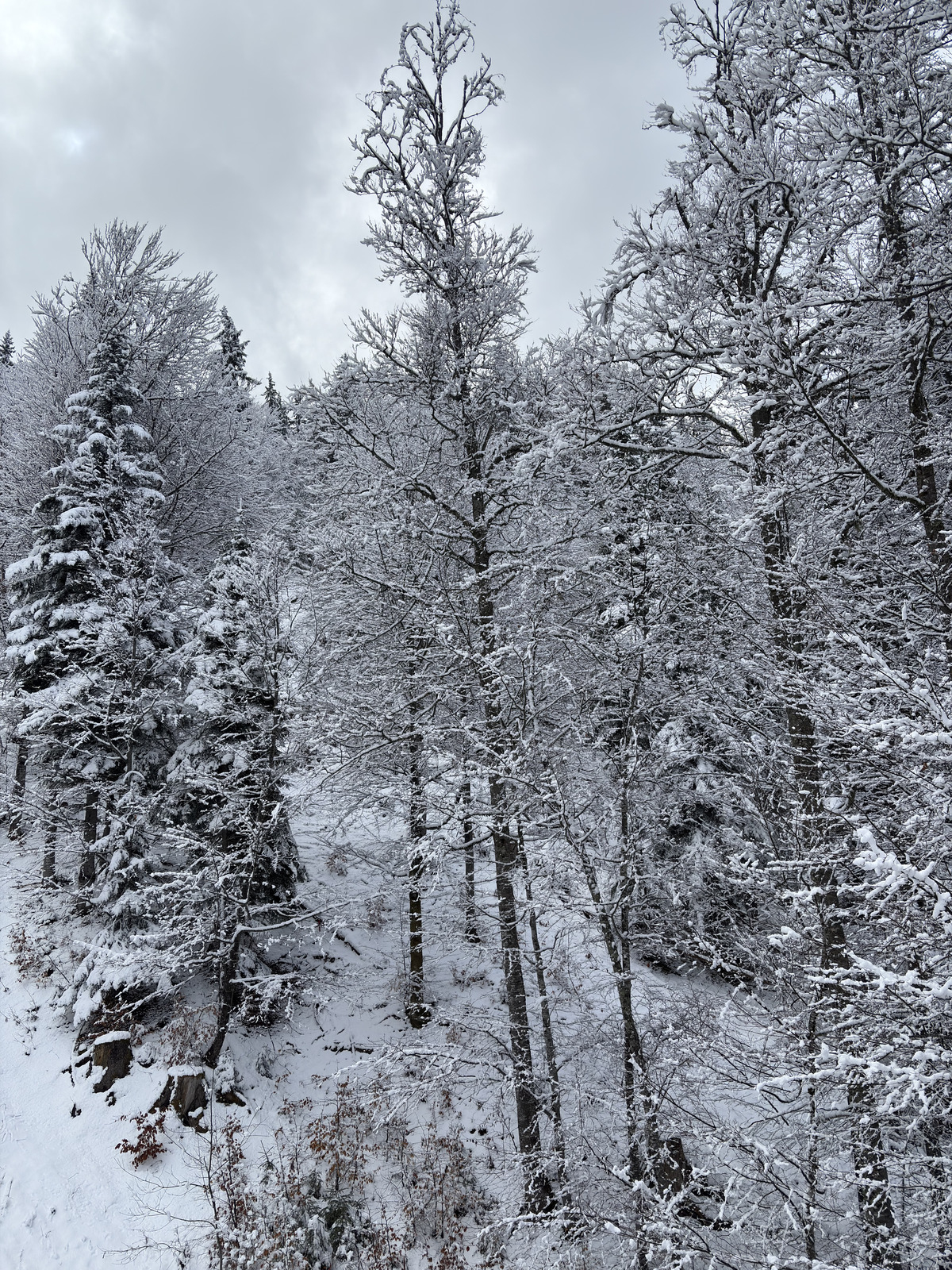Picture France Praz sur Arly 2025-02 107 - Photographers Praz sur Arly