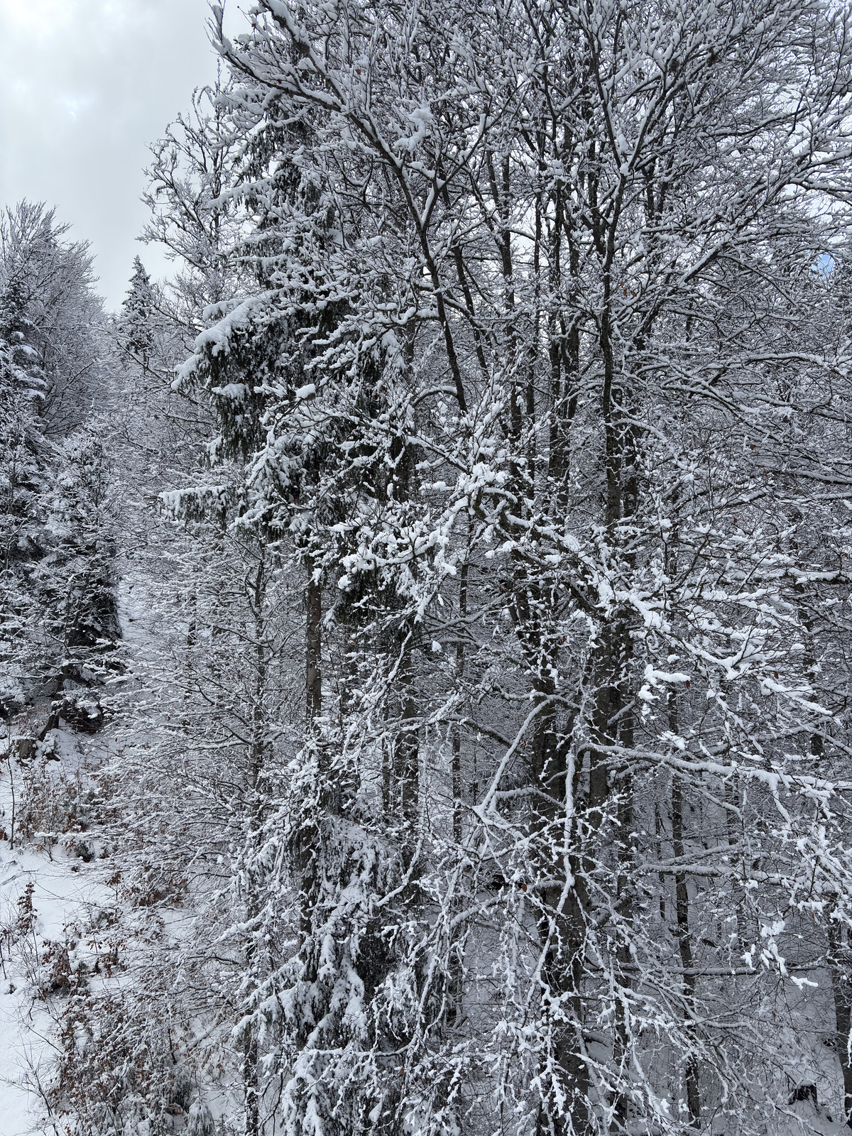 Picture France Praz sur Arly 2025-02 82 - Perspective Praz sur Arly