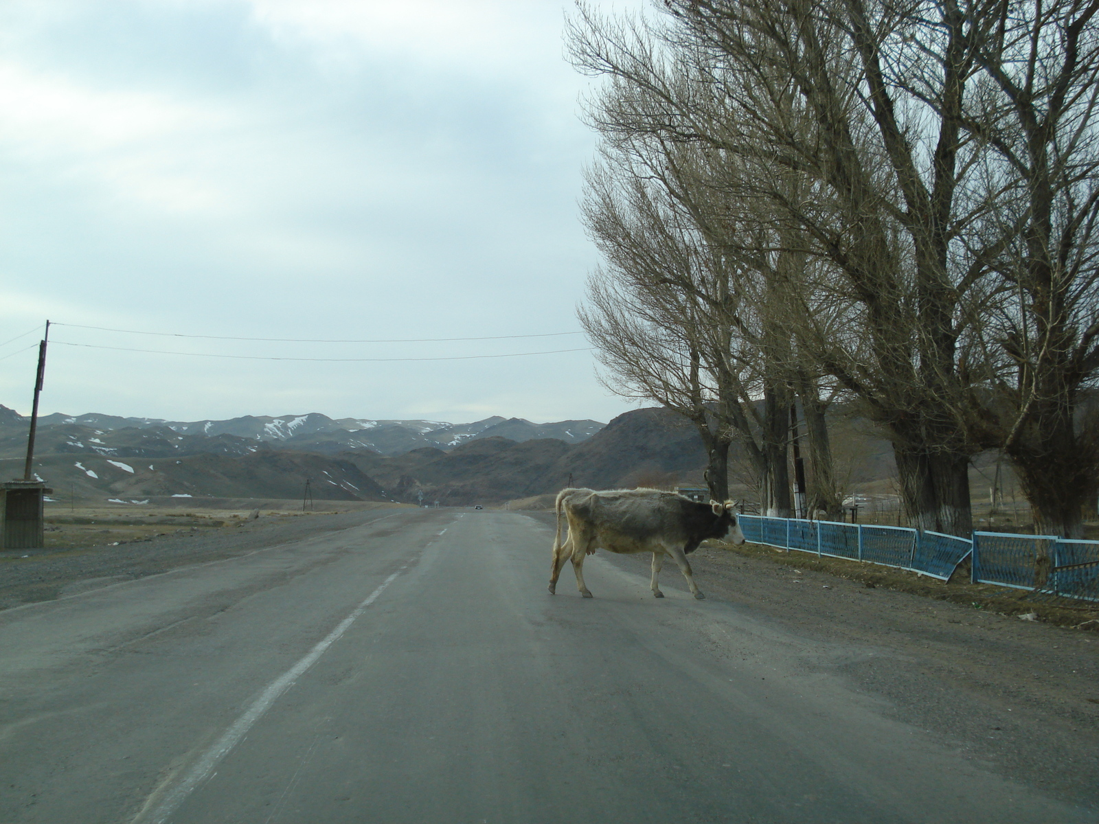 Picture Kazakhstan Almaty to Charyn Canyon road 2007-03 54 - Discover Almaty to Charyn Canyon road