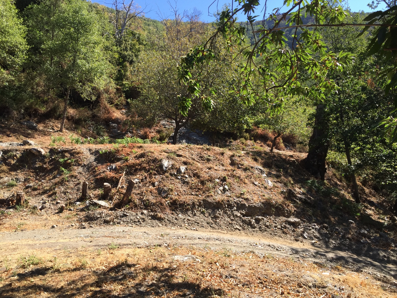Picture France Corsica Felce 2017-09 3 - Store Felce