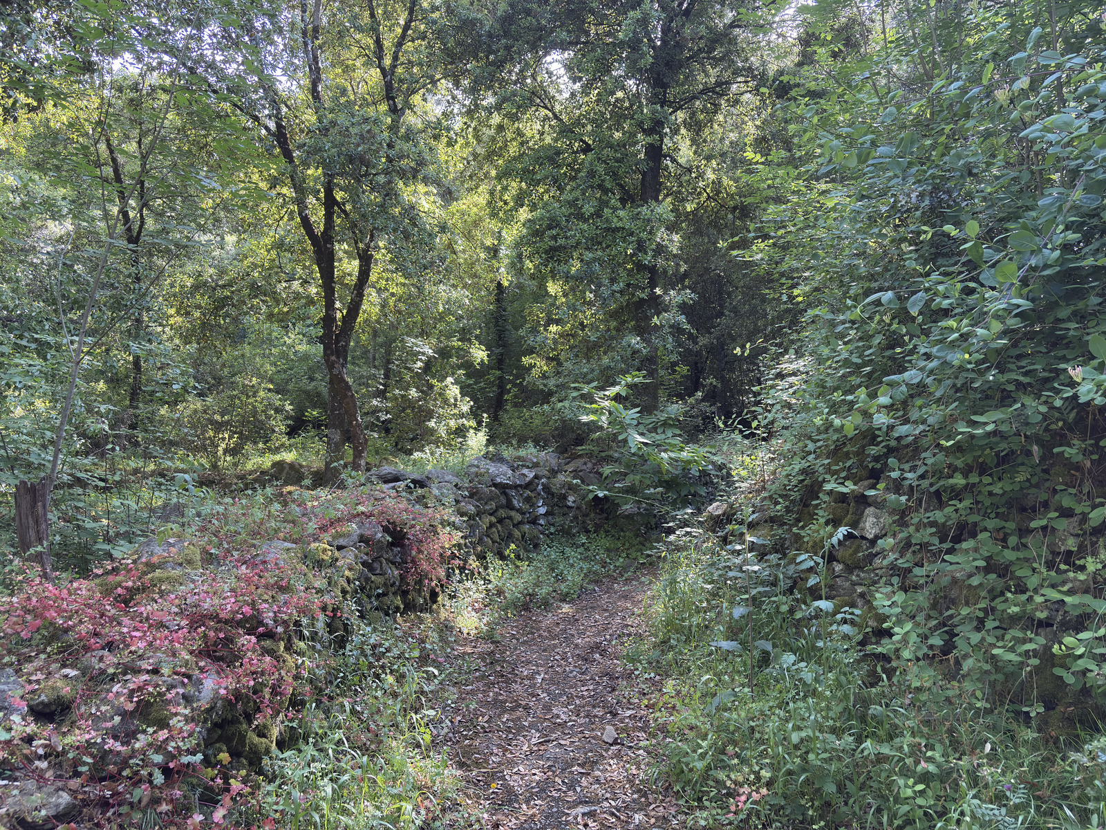 Picture France Corsica Corte 2025-06 20 - Travels Corte