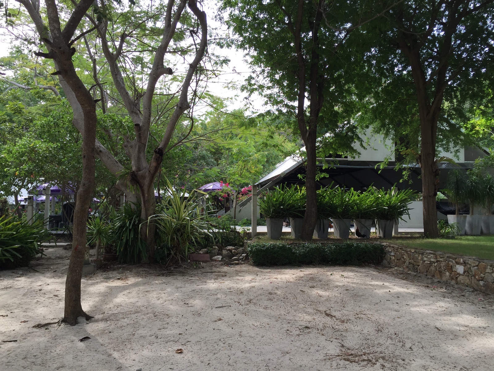 Picture Thailand Ko Samet 2014-12 332 - Trail Ko Samet