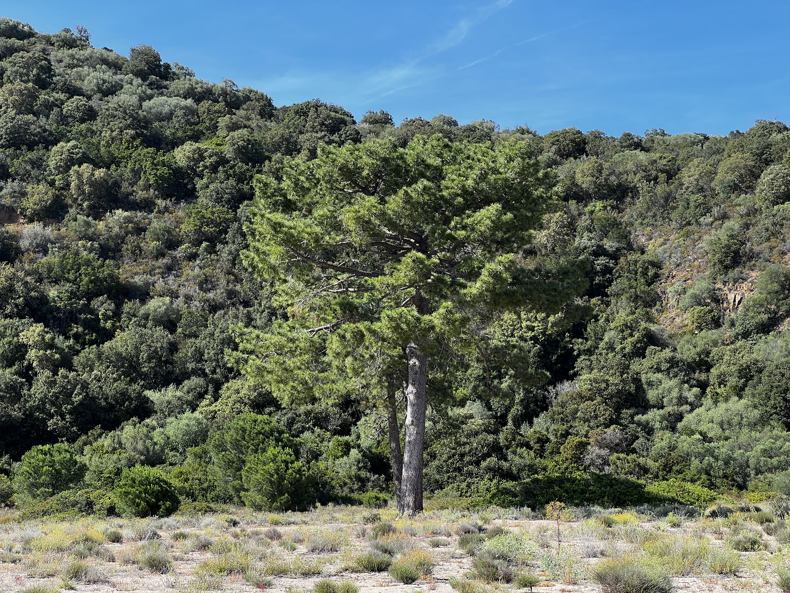 Picture France Corsica Ovu Santu Beach⁩ 2024-05 0 - Photos Ovu Santu Beach⁩
