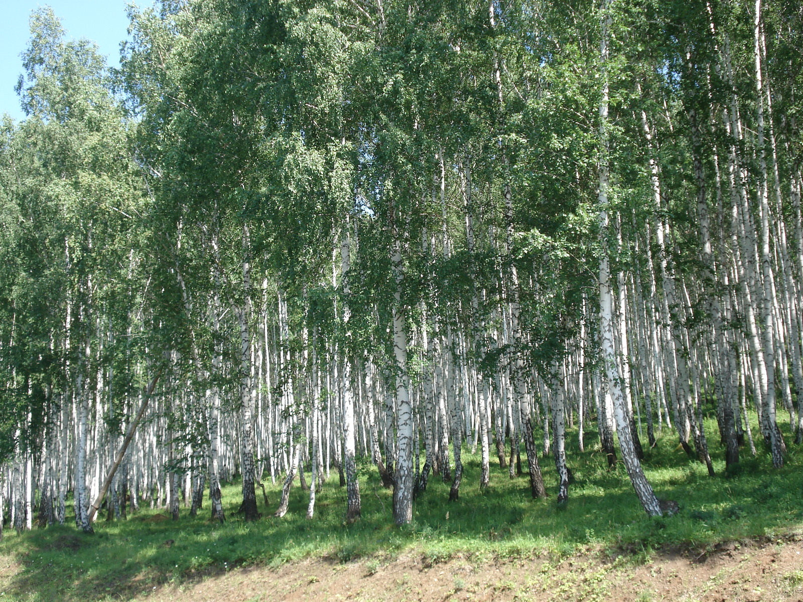 Picture Russia Ural 2006-07 31 - View Ural