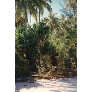 Picture Polynesia Moorea 1993-04 50 - View Moorea