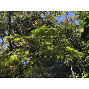 Picture Guadeloupe La Grande Soufriere 2021-02 65 - Photographer La Grande Soufriere