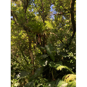 Picture Guadeloupe La Grande Soufriere 2021-02 25 - Perspective La Grande Soufriere