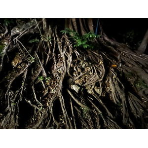Picture Thailand Ko Phi Phi Don 2021-12 176 - Picture Ko Phi Phi Don