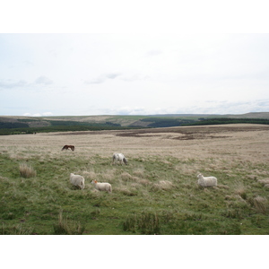 Picture United Kingdom Brecon Beacons National Parc 2006-05 19 - Photographer Brecon Beacons National Parc