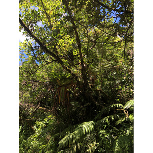 Picture Guadeloupe La Grande Soufriere 2021-02 70 - Tourist La Grande Soufriere