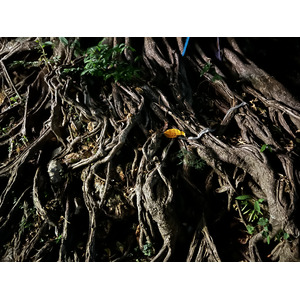 Picture Thailand Ko Phi Phi Don 2021-12 35 - Picture Ko Phi Phi Don