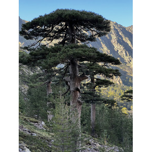 Picture France Corsica Monte Cinto 2023-10 49 - Sight Monte Cinto