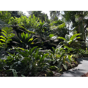 Picture Singapore Singapore Botanic Gardens 2023-01 25 - Tourist Singapore Botanic Gardens