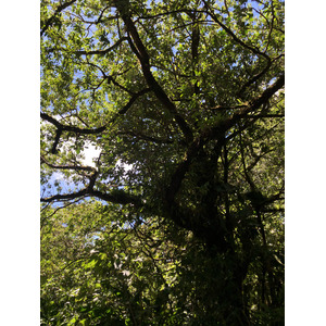 Picture Guadeloupe La Grande Soufriere 2021-02 77 - Visit La Grande Soufriere