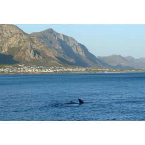 Picture South Africa Harmanus 2008-09 293 - Flights Harmanus