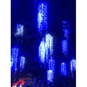 Picture Thailand Chiang Mai Nong Buak Haad Public Park 2024-01 23 - Car Rental Nong Buak Haad Public Park